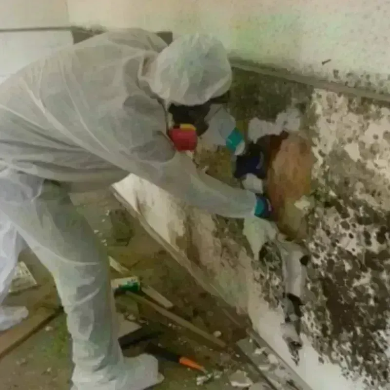 Mold Remediation and Removal in King City, OR